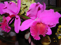 Cattleya hybride