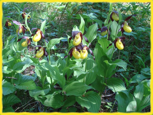 Cypripedium calceolus