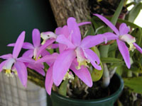 Laeliocattleya