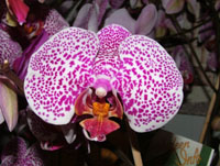 Phalaenopsis