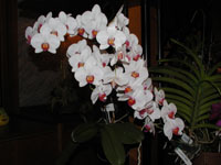 Phalaenopsis