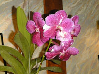 Vanda hybride
