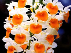 Dendrobium densiflorum