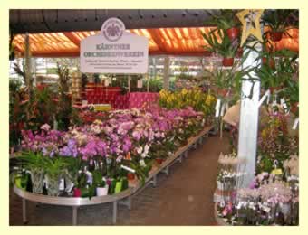 bellaflora